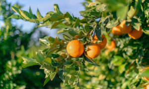 1796 naranjas en campo de origen nacional
