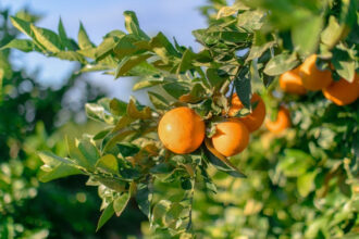 1796 naranjas en campo de origen nacional