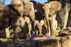 2092 enero 2025 regalos de los reyes magos para los animales de bioparc valencia elefantes