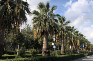 Sagunt instal·la sensors de moviment en les palmera per a detectar riscos de caigudes a la via pública 11 2109 sagunt palmeres