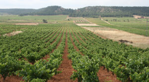 2880 ava uva requena