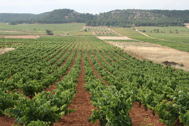 2880 ava uva requena