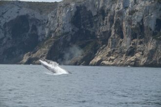 3114 ballena rorcual la marina alta denia xabia