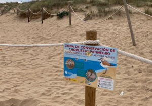 Comienza la campaña de protección del Chorlitejo Patinegro en la playa de La Mata de Torrevieja 20 346 torrevieja chorlitejo patinegro