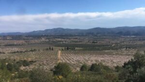 4720 coves vinroma terrenys megaplanta magda