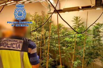 4854 plantacion de marihuana alzira