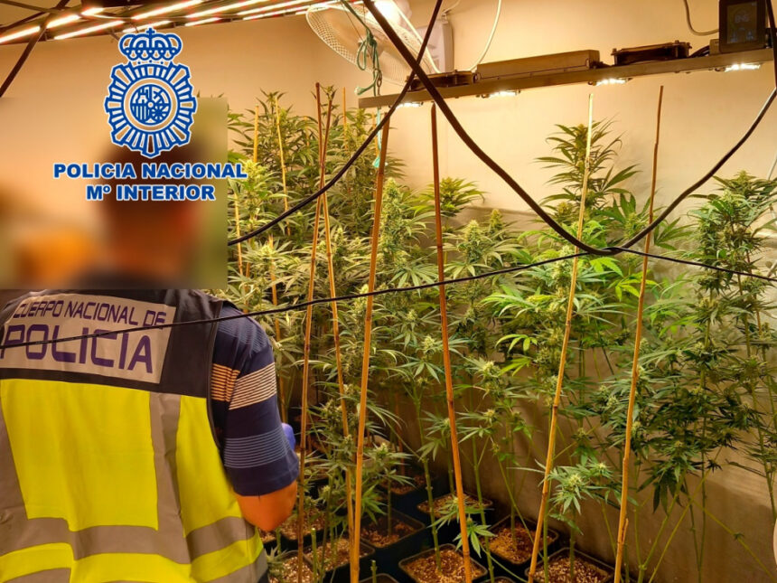 4854 plantacion de marihuana alzira