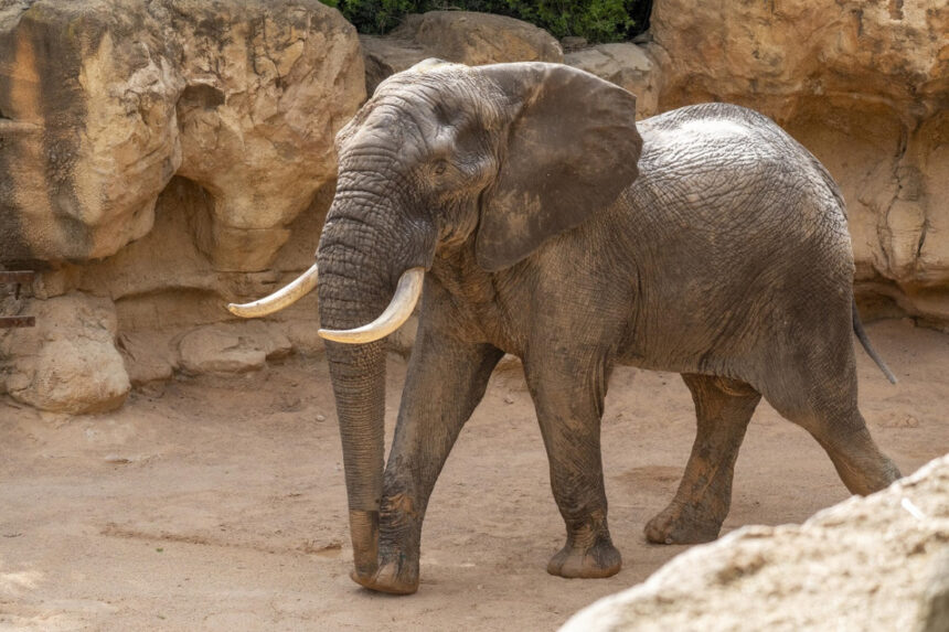 4931 junio 2024 tooth el nuevo macho de elefante de bioparc valencia comienza a explorar la sabana 6