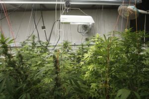 Seis detenidos en Monóvar en una plantación indoor de marihuana 36 5169 8132926086d49356ee04b9b62d77fbd71804cd96miniw