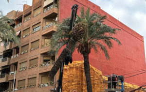 5243 torrent palmera tala
