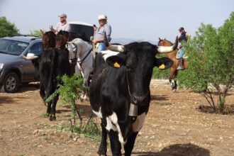 5870 trashumancia utiel 2023 2
