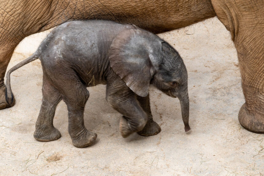 6143 la cria de elefante nacida en bioparc valencia cumple una semana y es macho