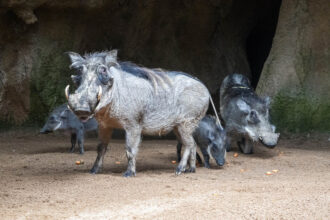 6395 familia de facoqueros en bioparc valencia