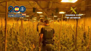 6917 llosa ranes marihuana