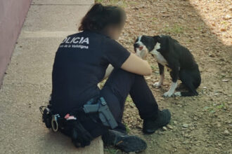 6960 tavernes valldigna gos abandonat policia