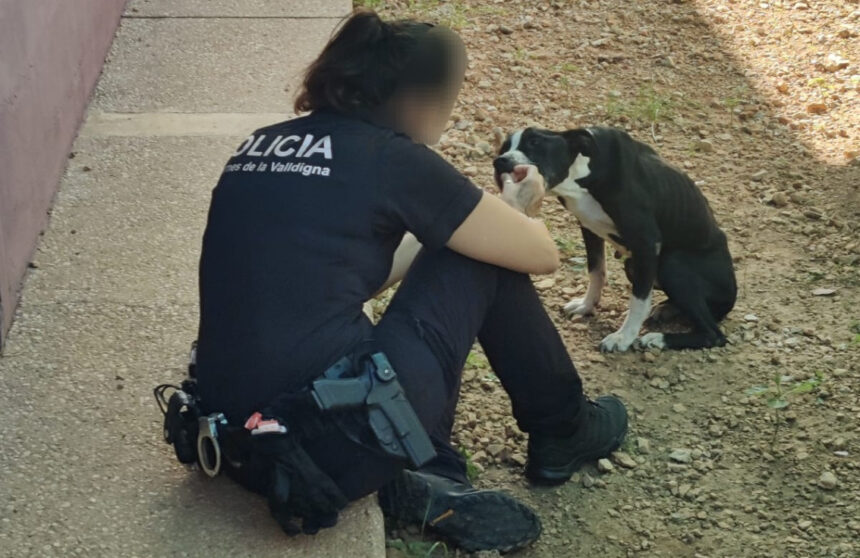 6960 tavernes valldigna gos abandonat policia