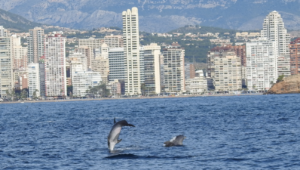 72 benidorm delfines