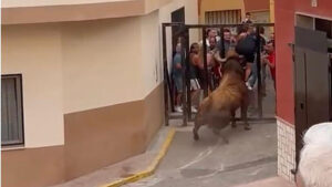 Tragedia en la Vilavella: muere un vecino de 80 años tras una cornada en los "bous al carrer" y el Ayuntamiento suspende los festejos 21 7386 vall uixo bous al carrer banyada