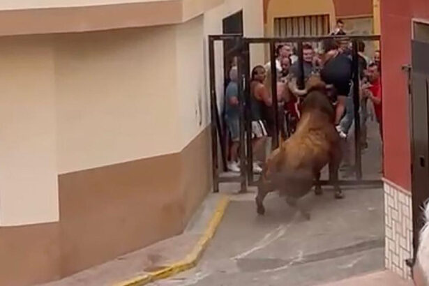 Bous al carrer.
