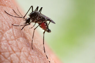 7514 mosquit tigre