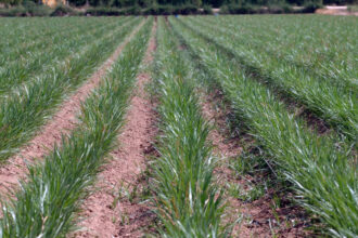 7706 chufa xufa planta