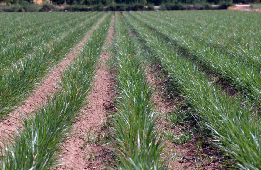 7706 chufa xufa planta