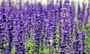 8006 lavender g02cb622cc 1280