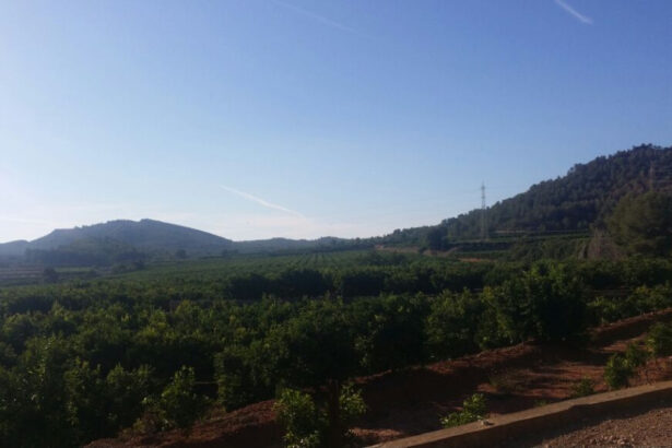 Los montes valencianos se encuentran en riesgo de incendios.