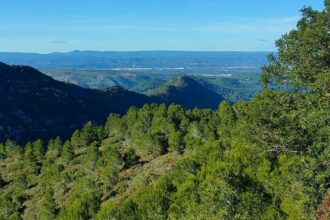 8481 la ribera alta paratge forestal