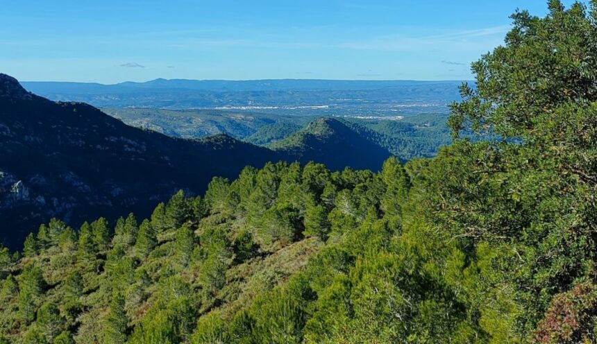 8481 la ribera alta paratge forestal