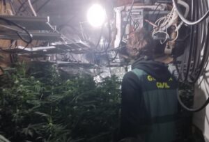 8545 marihuana macastre