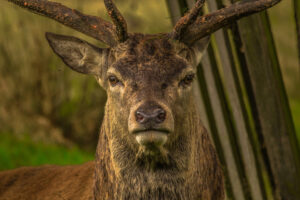 8679 deer 952744 1280