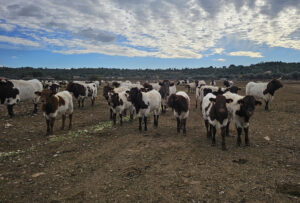 8971 vacas alicante