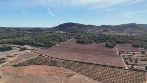 9454 proyecto algarrobos autoctonos partida quemao