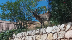 9680 foto ayora cabras