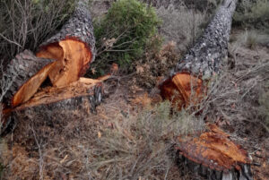 1629 enguera tala arbres