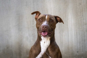 La Diputació de València destina 493.000 euros a un nou centre d'acollida d'animals per a la Ribera i la Safor 21 2460 pipa fotos perros abandonados del 23 desfile aupa fundacion bioparc para fomentar las adopciones