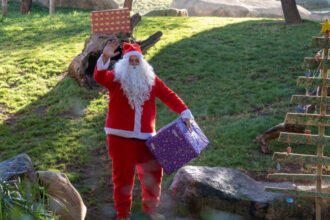 9360 papa noel entrega los regalos a los animales de bioparc valencia