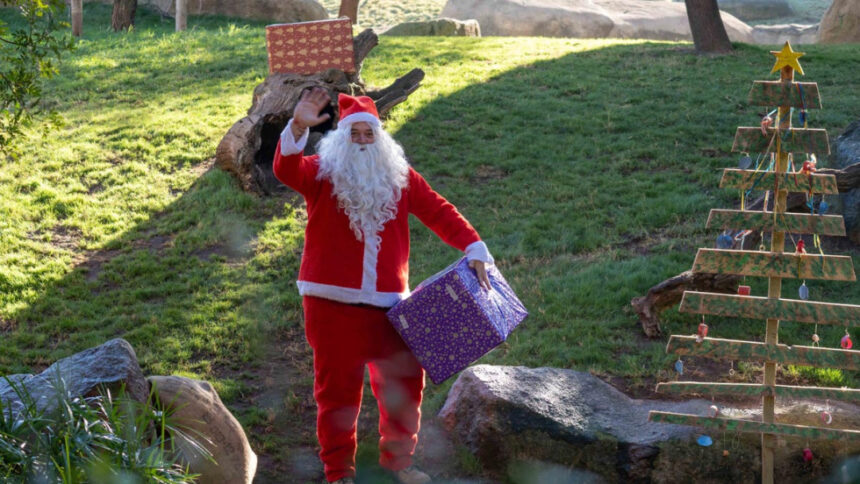 9360 papa noel entrega los regalos a los animales de bioparc valencia