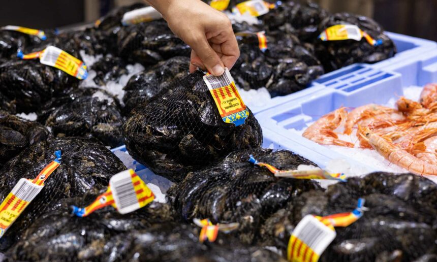 Clochina valenciana en la pescaderia de Mercadona