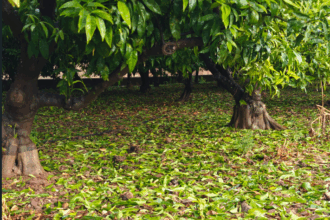 Danos citricos Plana Baixa 1