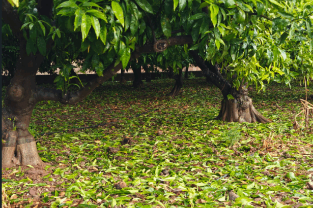 Danos citricos Plana Baixa 1
