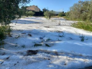Riba-roja convoca al Consell Agrari para declarar zona catastrófica 21 riba pedra1