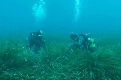 Imagen no4 Pradera de Posidonia