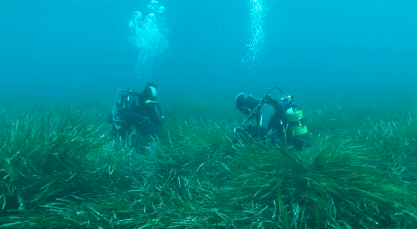 Imagen no4 Pradera de Posidonia