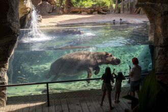 Visitantes observando a los hipopotamos en BIOPARC Valencia