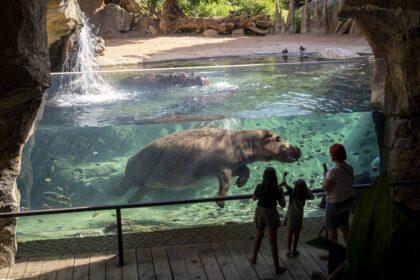 Visitantes observando a los hipopotamos en BIOPARC Valencia