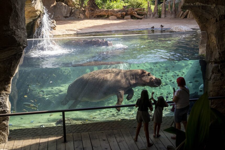 Visitantes observando a los hipopotamos en BIOPARC Valencia