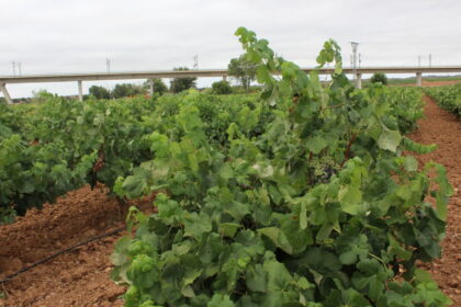 Campana vino 1