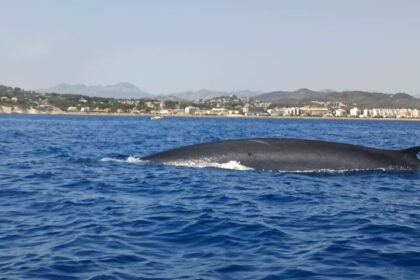 Rorcuales a su paso por Dénia.